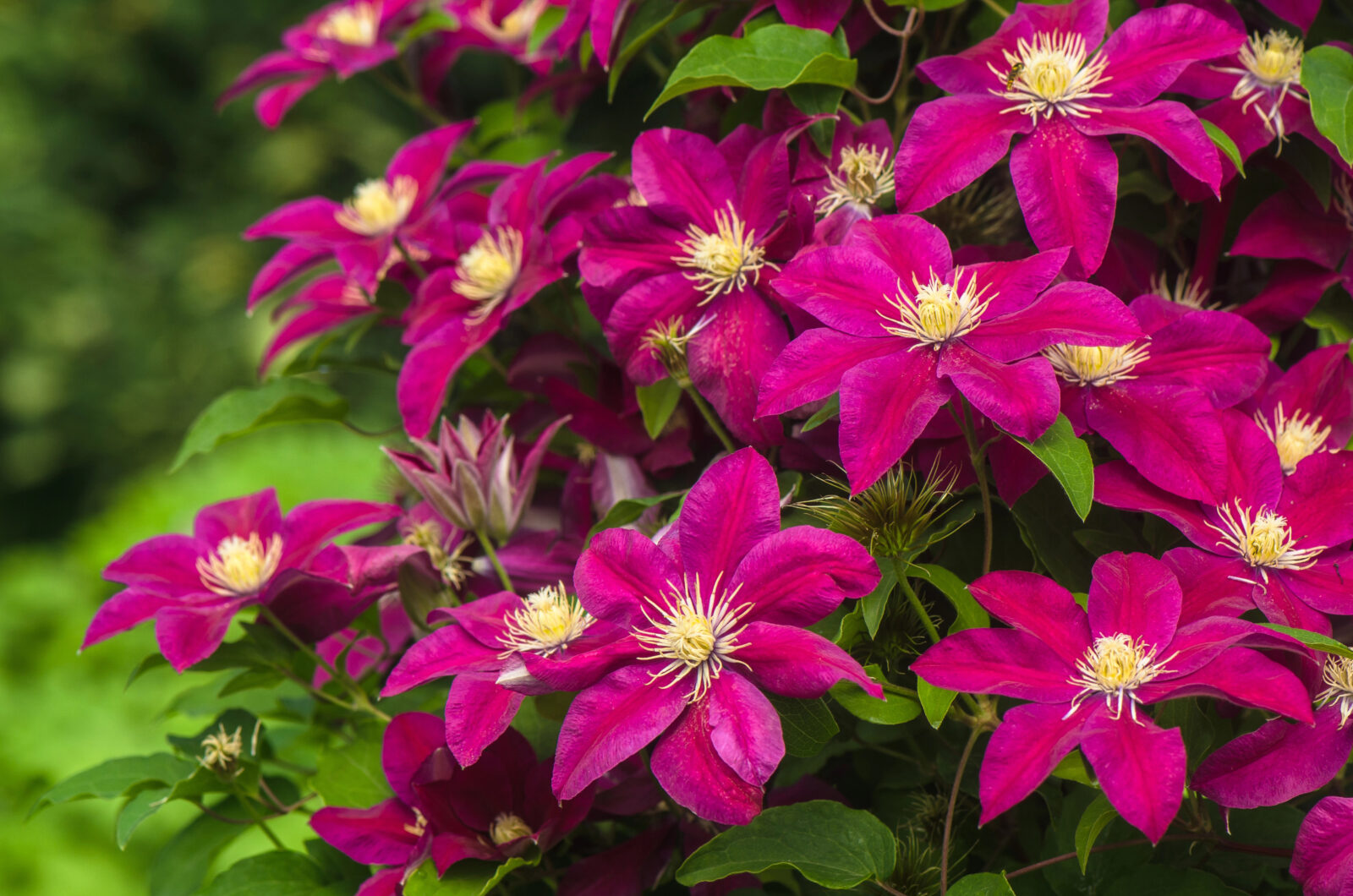 Plamének (Clematis) / Foto: Depositphotos