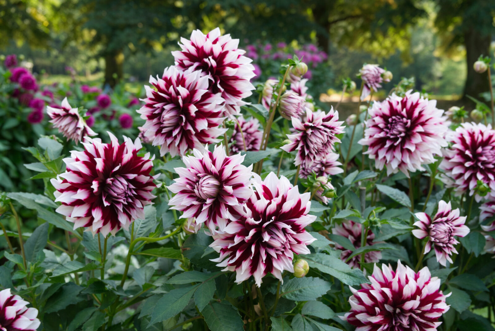 Jiřina ( Dahlia) / Foto: Depositphotos