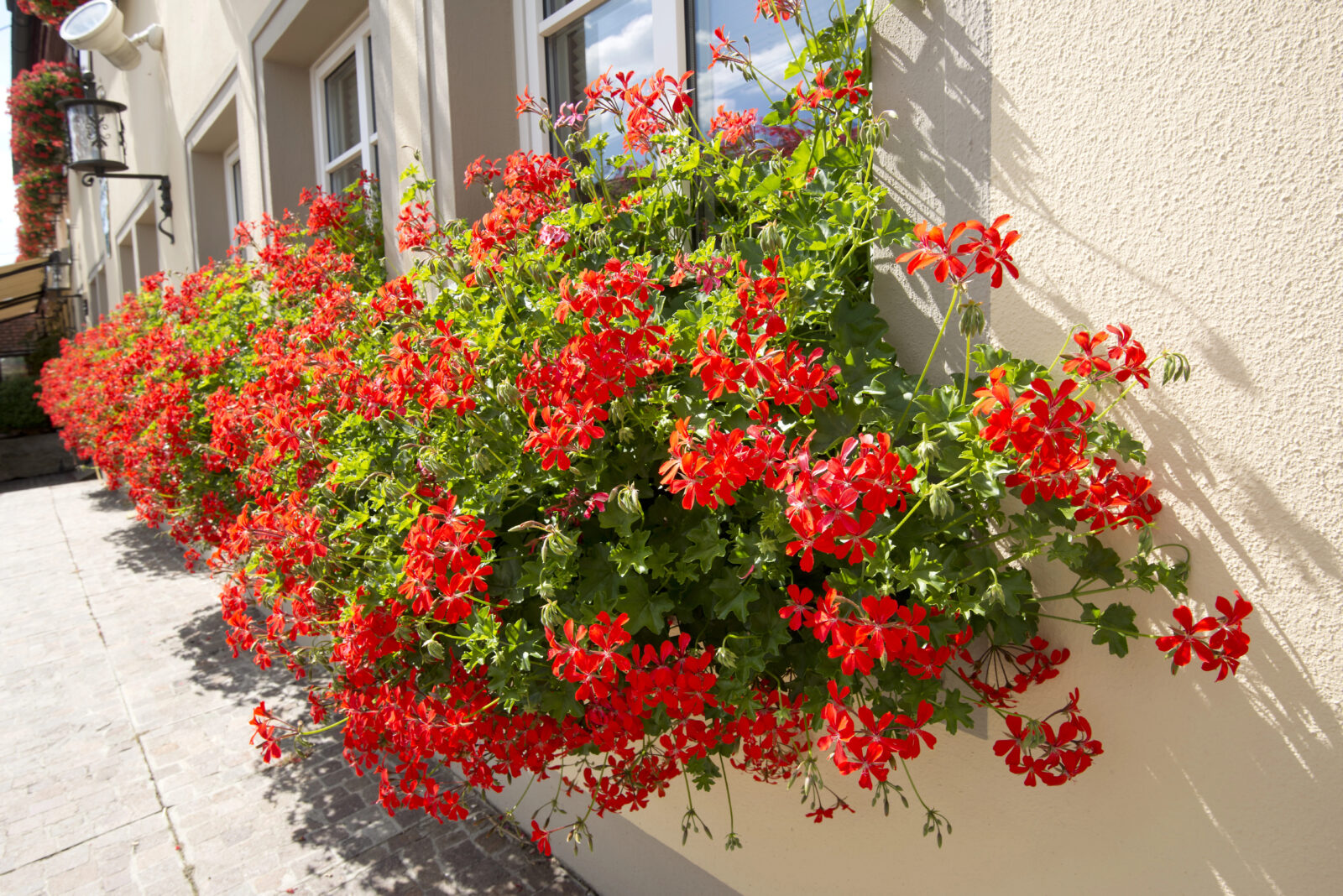 Pelargonie / Foto: Depositphotos