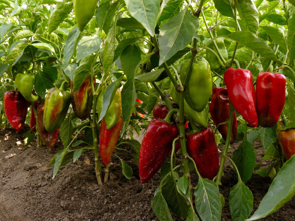 Paprika / Foto: Depositphotos