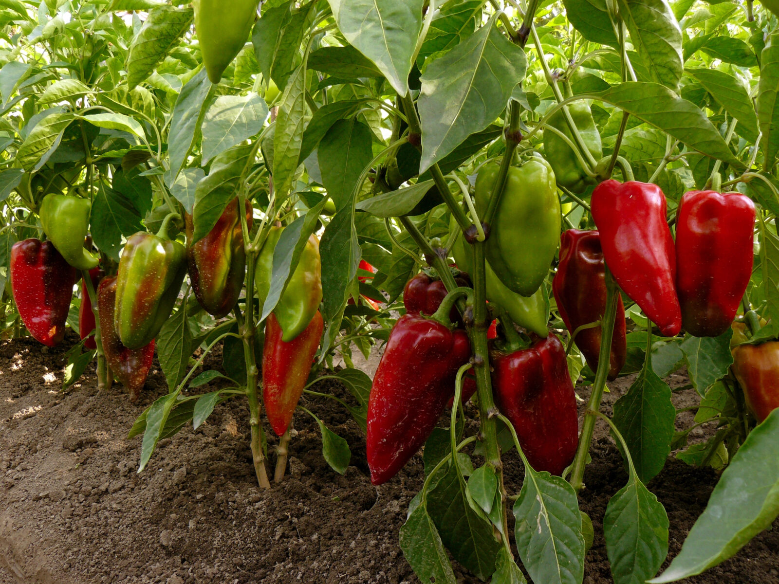 Paprika / Foto: Depositphotos