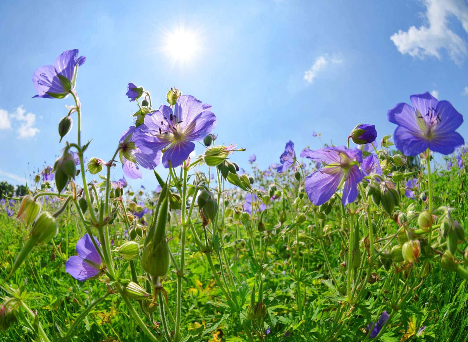 Kakost luční (Geranium pratense) / Foto: Depositphotos