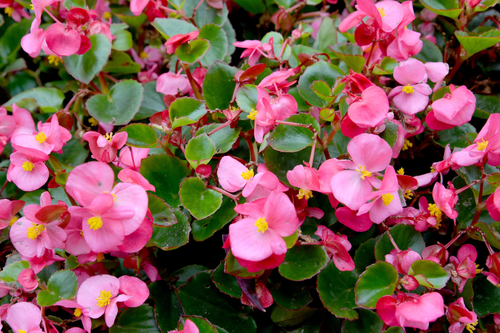 Begonia Semperflorens / Foto: Depositphotos