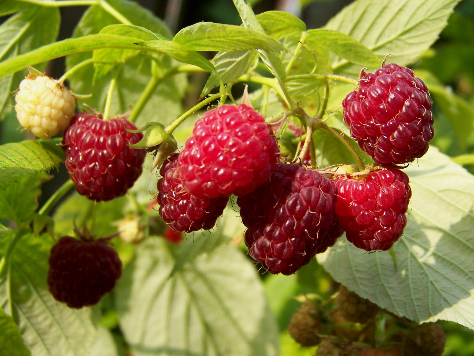 Maliny / Foto: Depositphotos