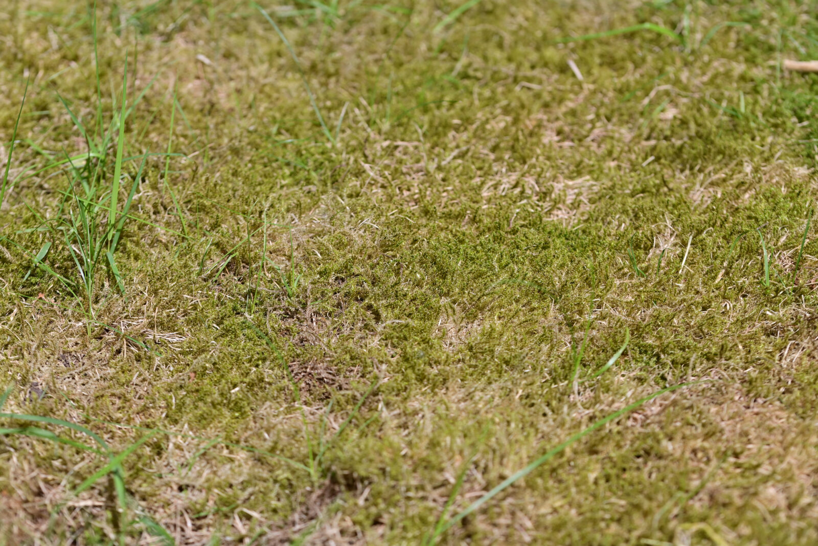 Vápnění trávníku s mechem / Foto: Depositphotos