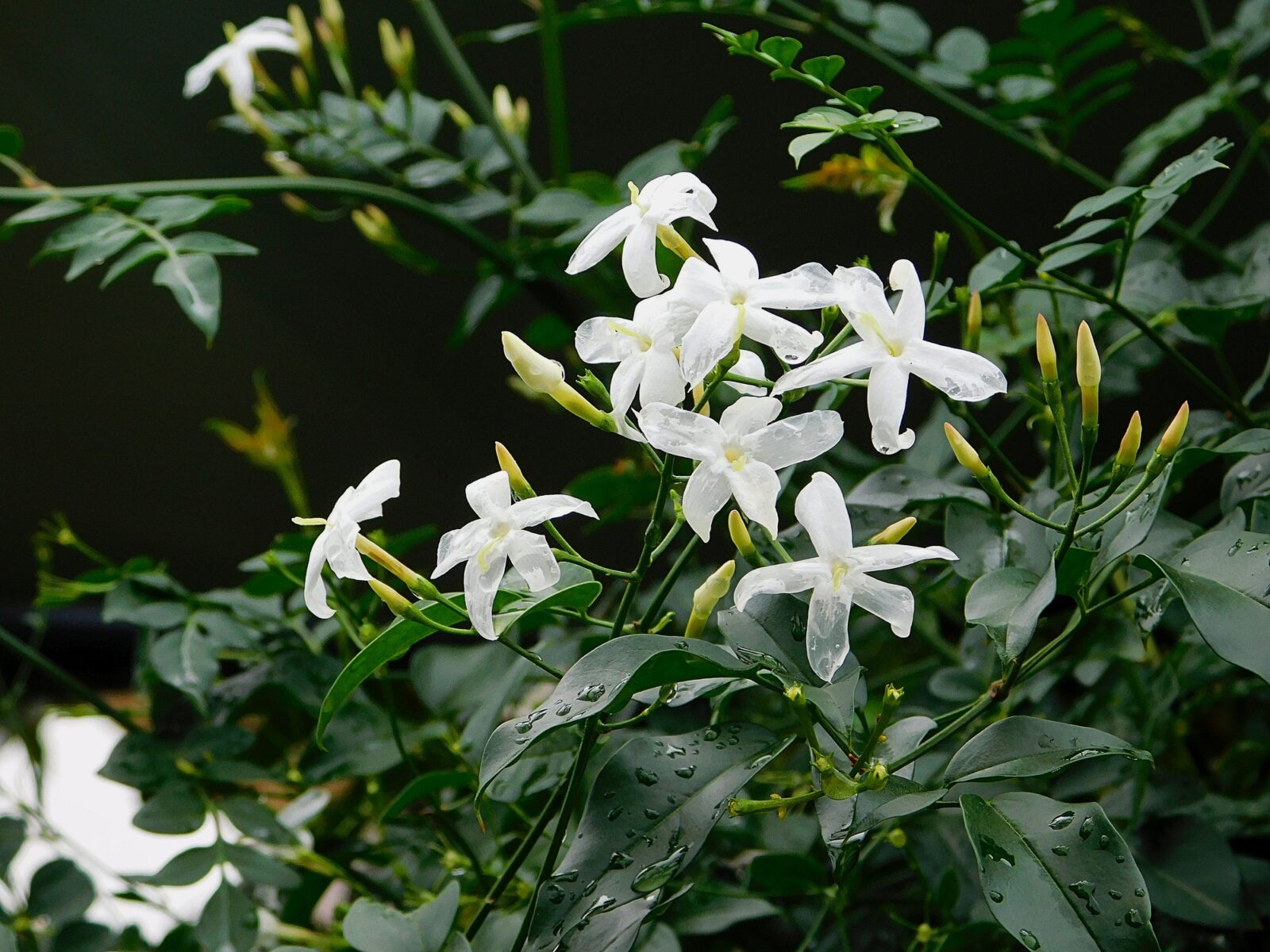 Jasminum officinale / Foto: Depositphotos
