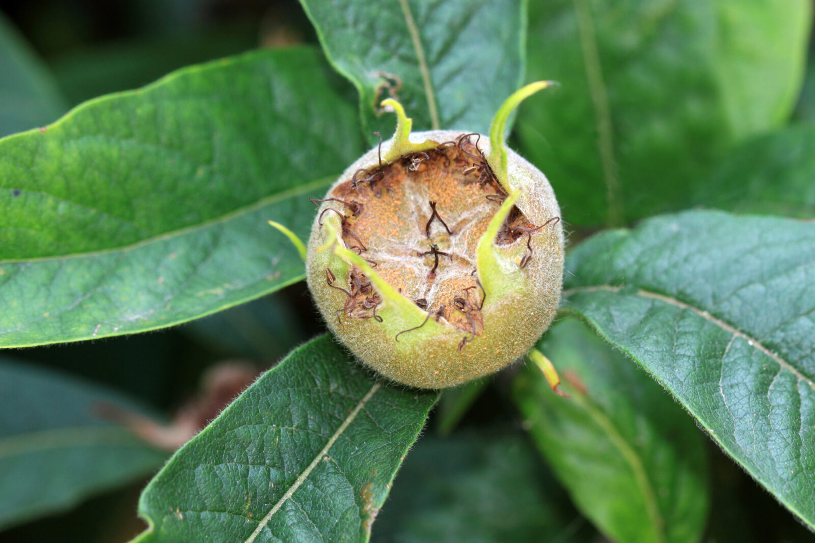 Mišpule (Mespilus germanica) / Foto: Depositphotos