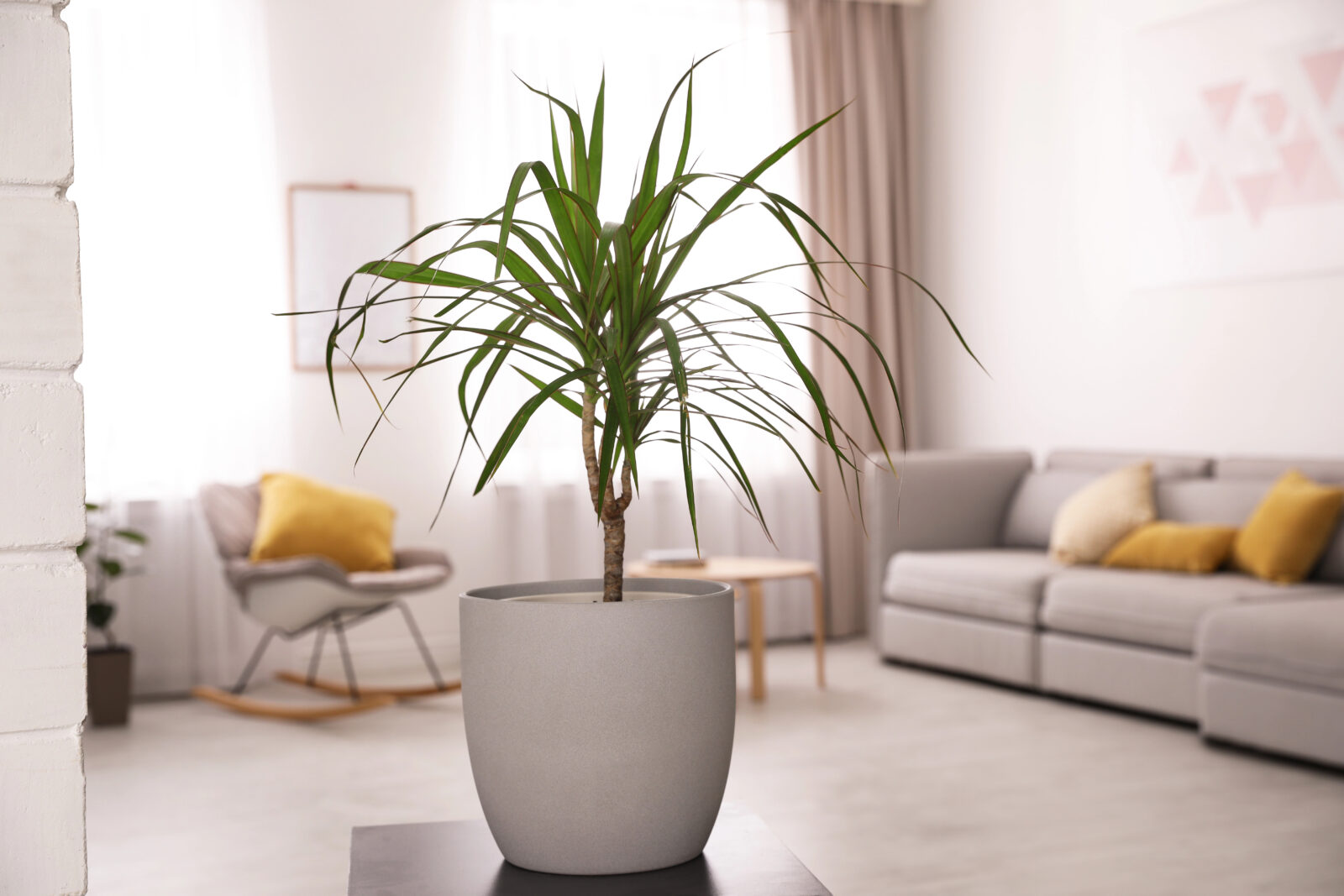 Dracena / Foto: Depositphotos