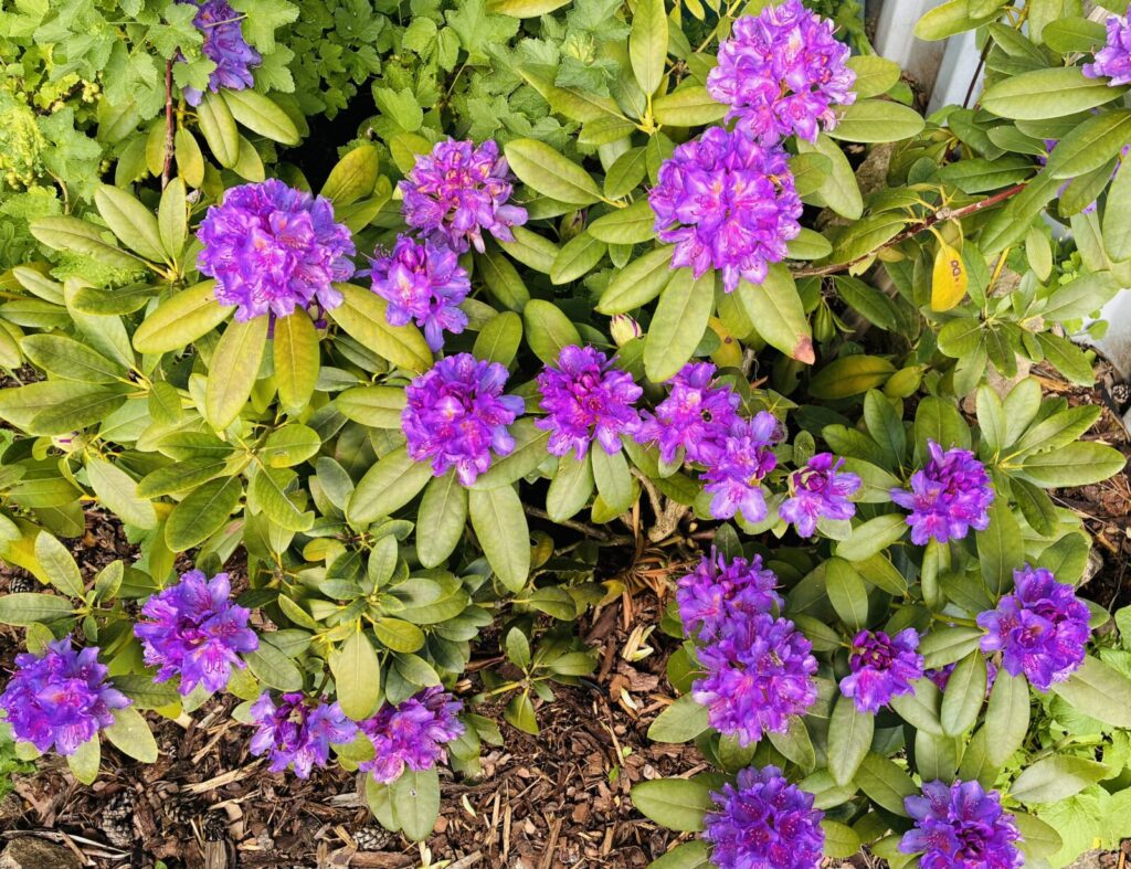 Rododendron / Foto: Pestrazahrada