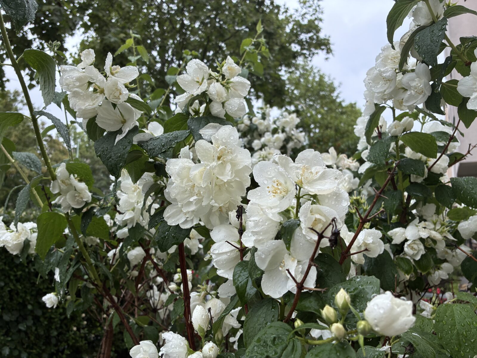 Pustoryl věncový (Philadelphus coronarius)
/ Foto: Pestrazahrada