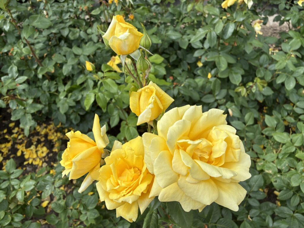 Žlutá růže( Rosa) / Foto: Pestrazahrada.cz