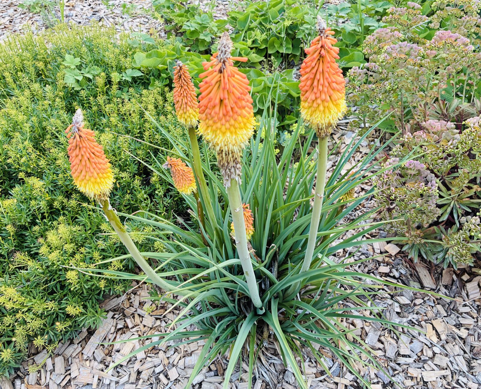 Kniphofia / Foto: Pestrazahrada