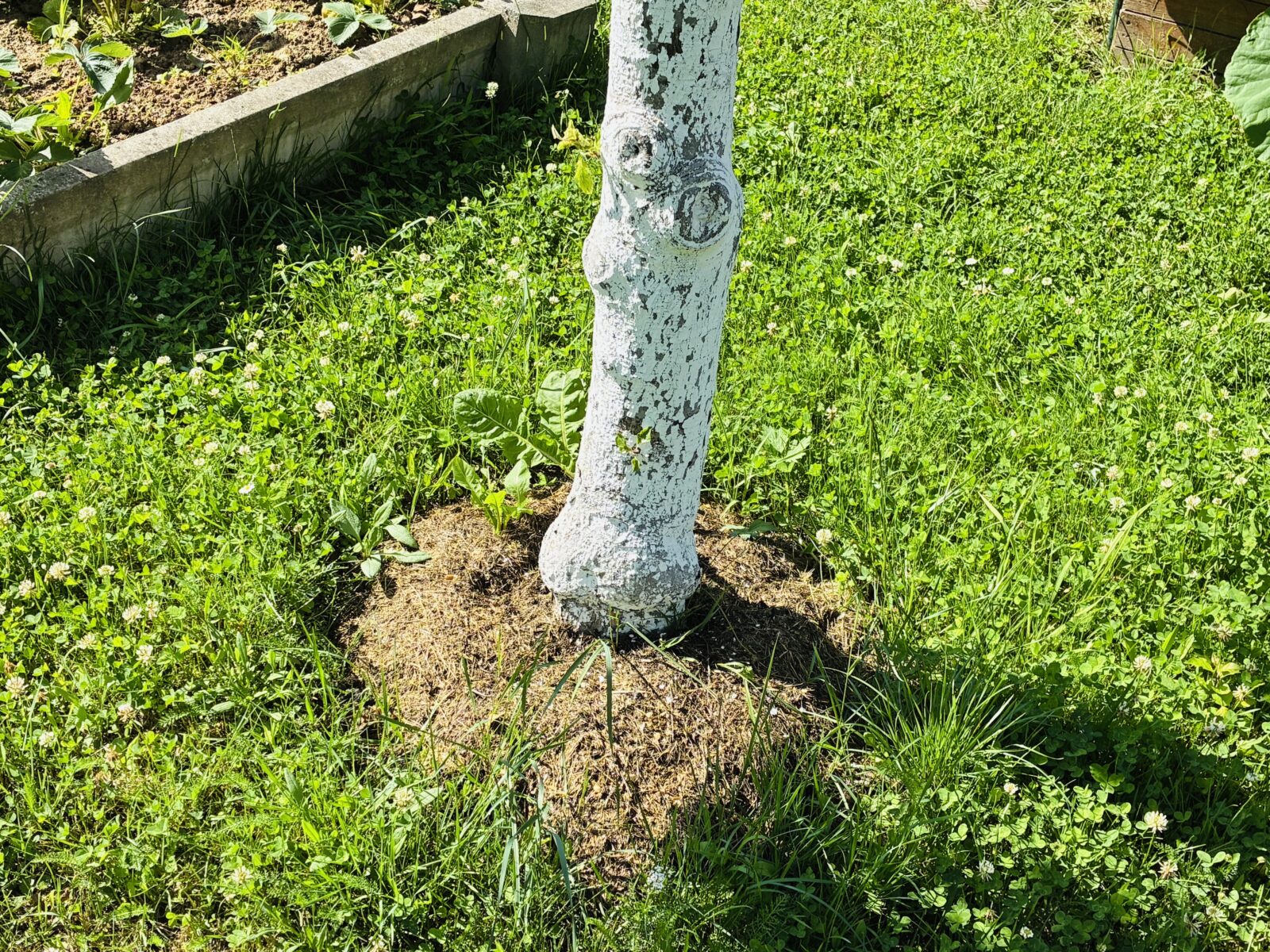 Mulčování stromu / Foto: Pestrazahrada