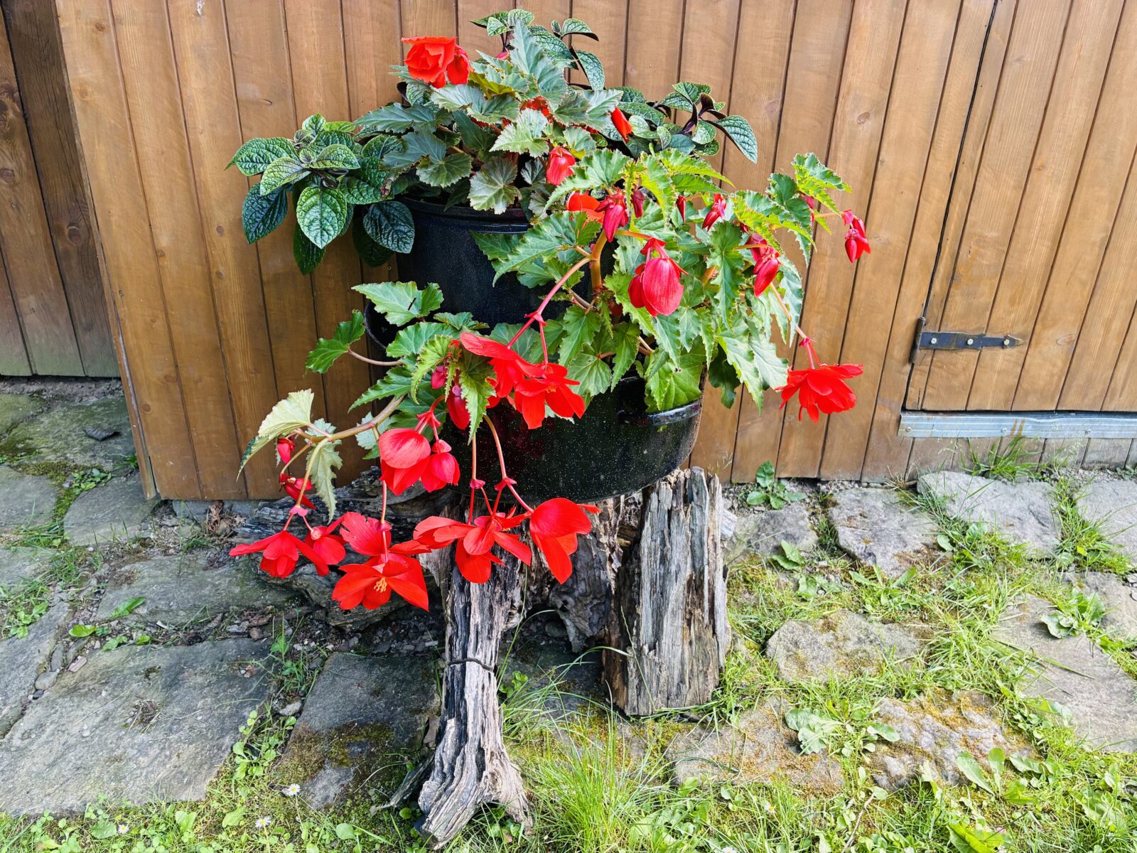 Begonia / Foto: Pestrazahrada