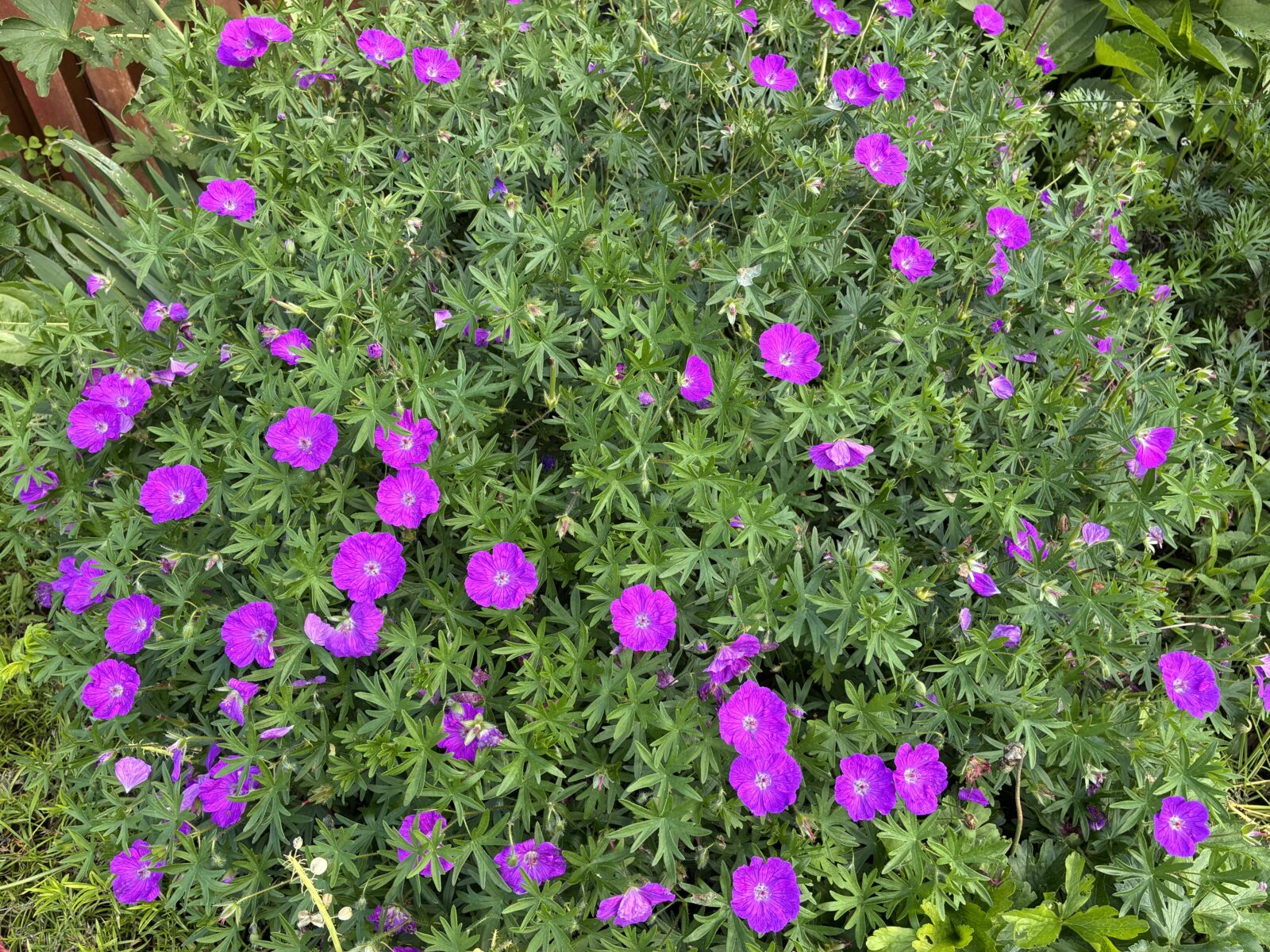 Kakost krvavý (Geranium sanguineum) / Foto: Pestrazahrada