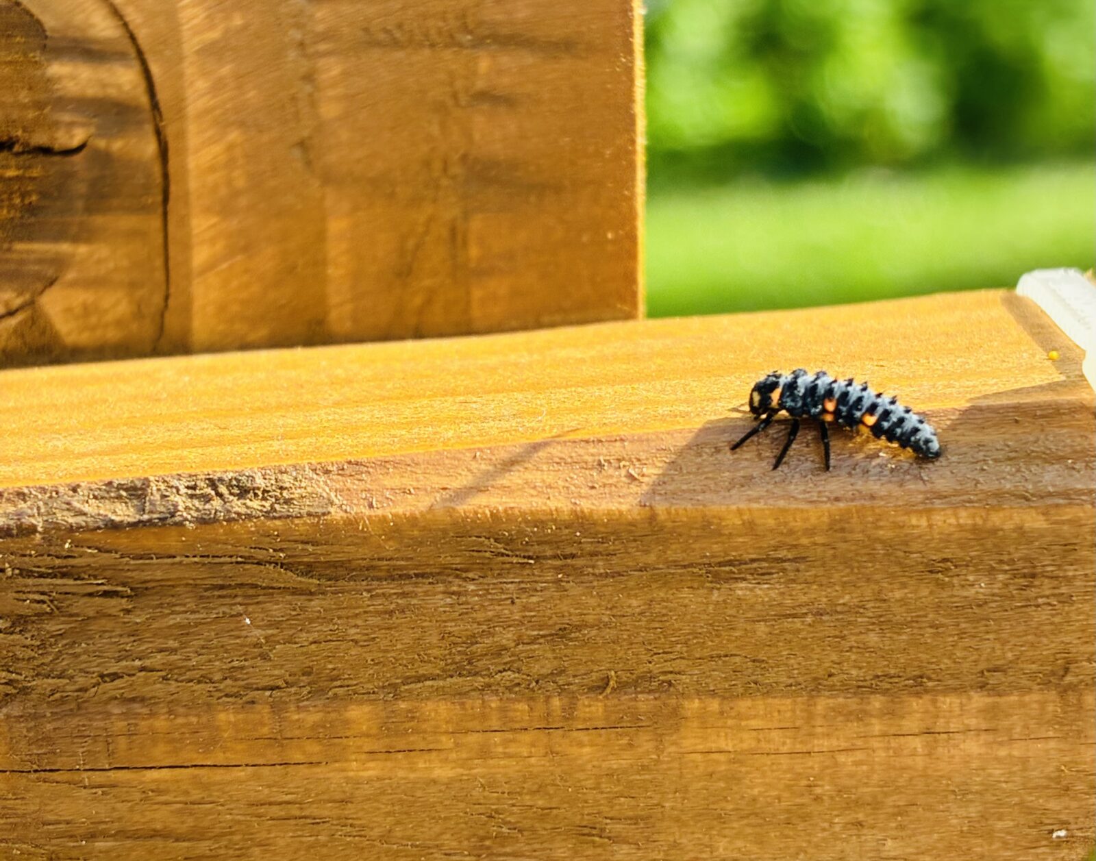 Larva berušky / Foto: Pestrazahrada.cz