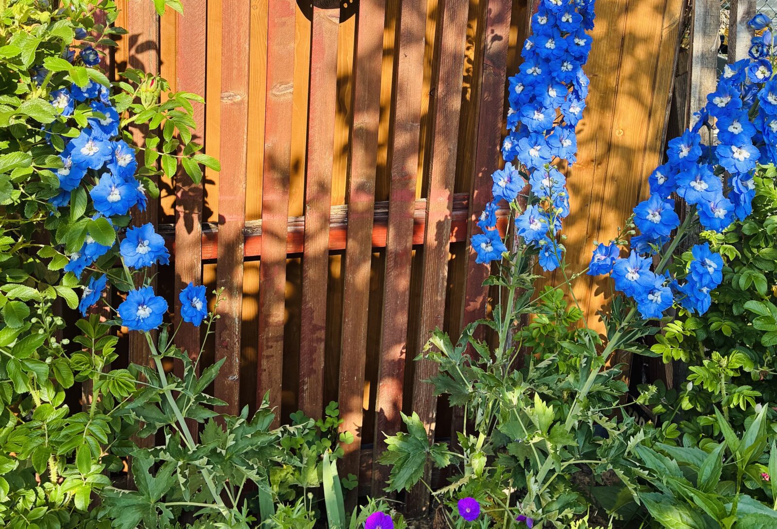 Stračka ( Delphinium elatum) / Foto: Pestrazahrada.cz