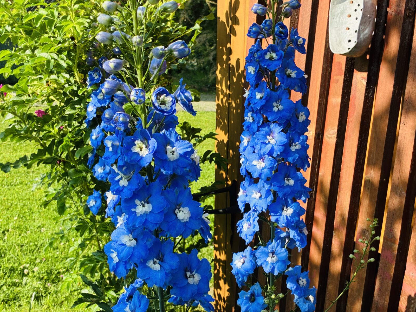 Stračka (Delphinium elatum) / Foto: Pestrazahrada.cz