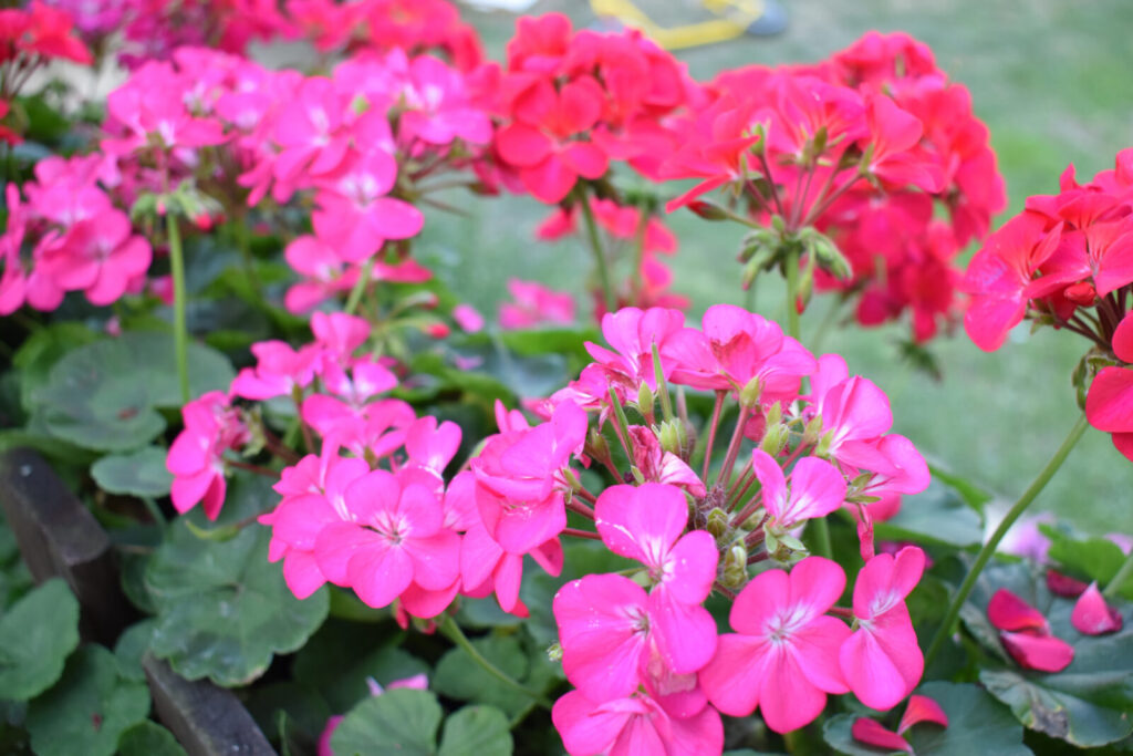 Pelargonie / Foto: Depositphotos