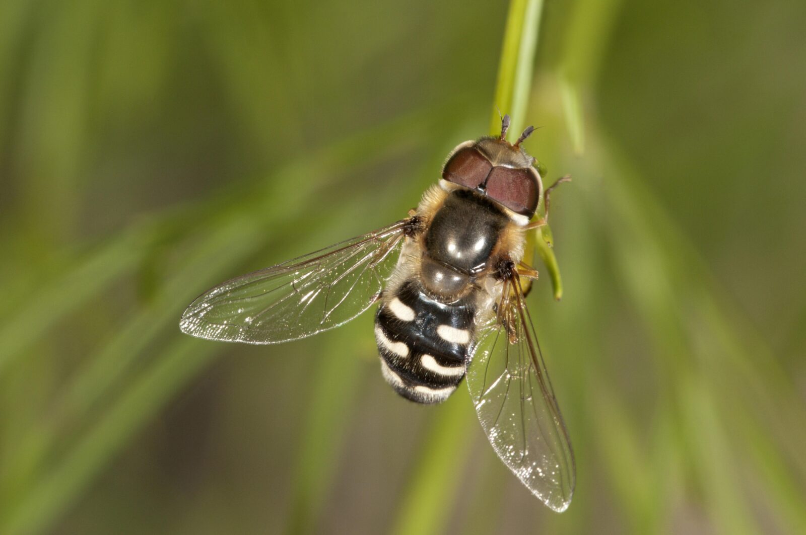 Pestřenka / Foto: Depositphotos