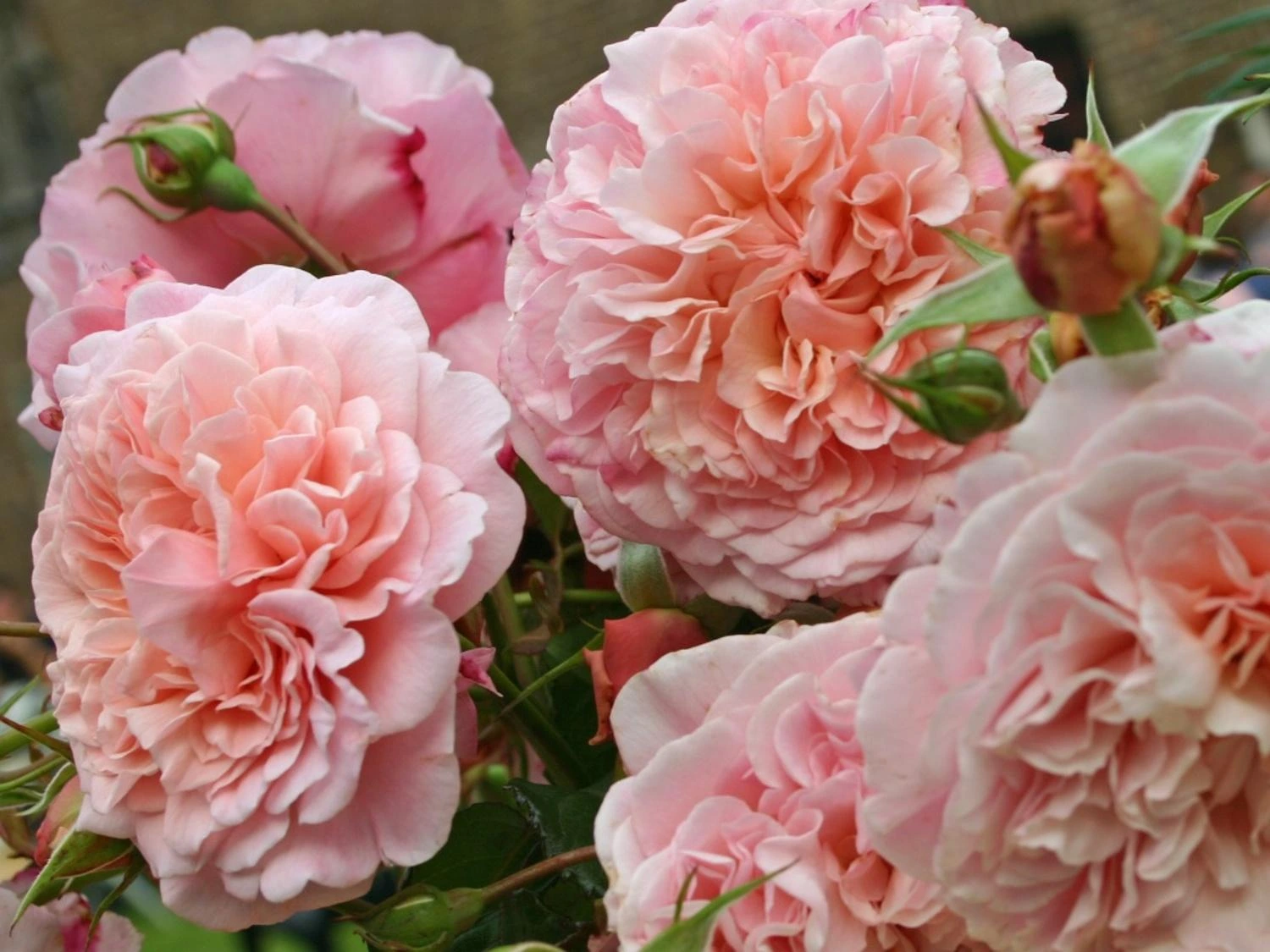 Rose de Tolbiac / Foto: Zahradnictví Spomyšl