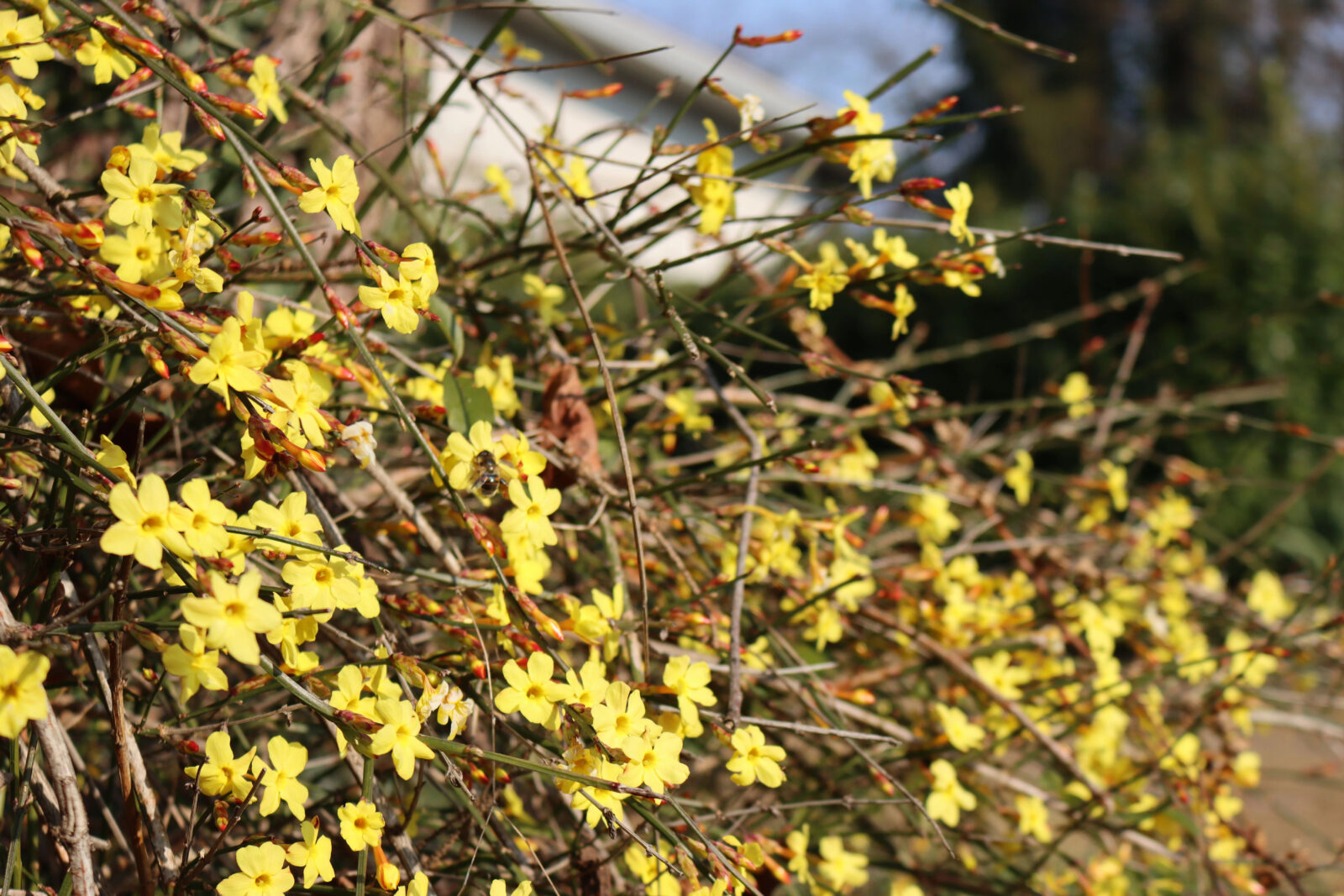 Jasminum nudiflorum / Foto: Depositphotos