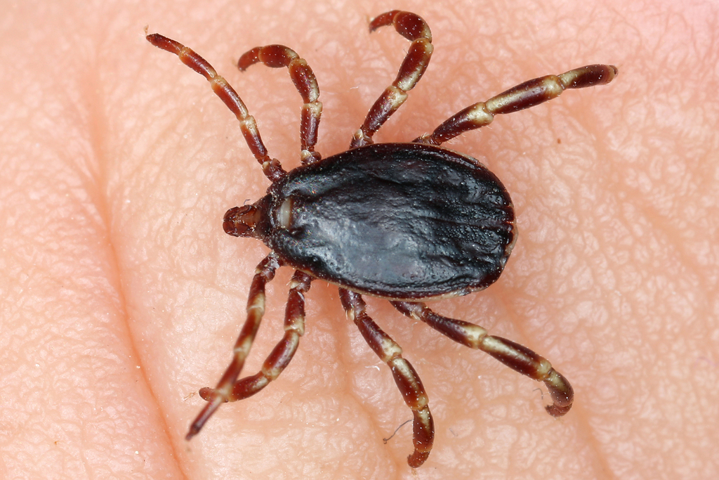 Hyalomma / Foto: Gernotkunz, iNaturalist