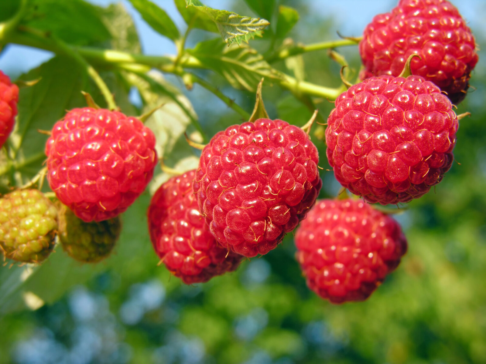 Maliny / Foto: Depositphotos