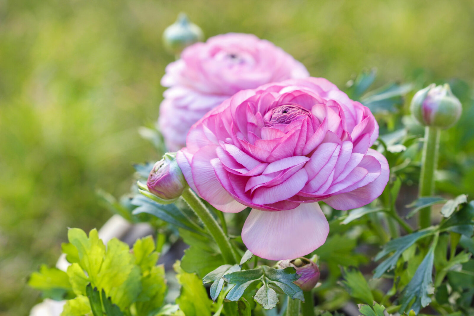 Pryskyřník (Ranunculus asiaticus) / Foto: Depositphotos