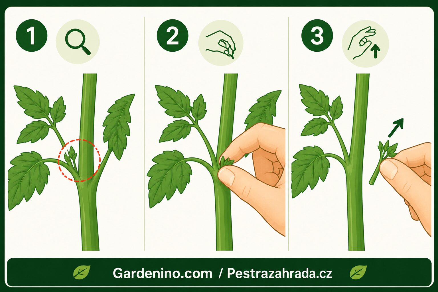 Vylamování zálistků u rajčat / Foto: Pestrazahrada a Gardenino