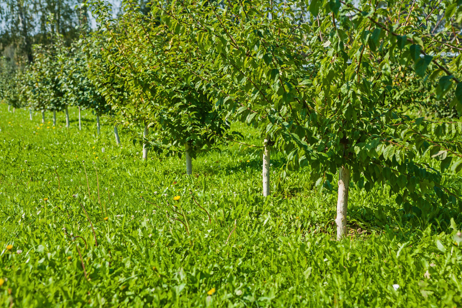 Jabloně / Foto: Depositphotos