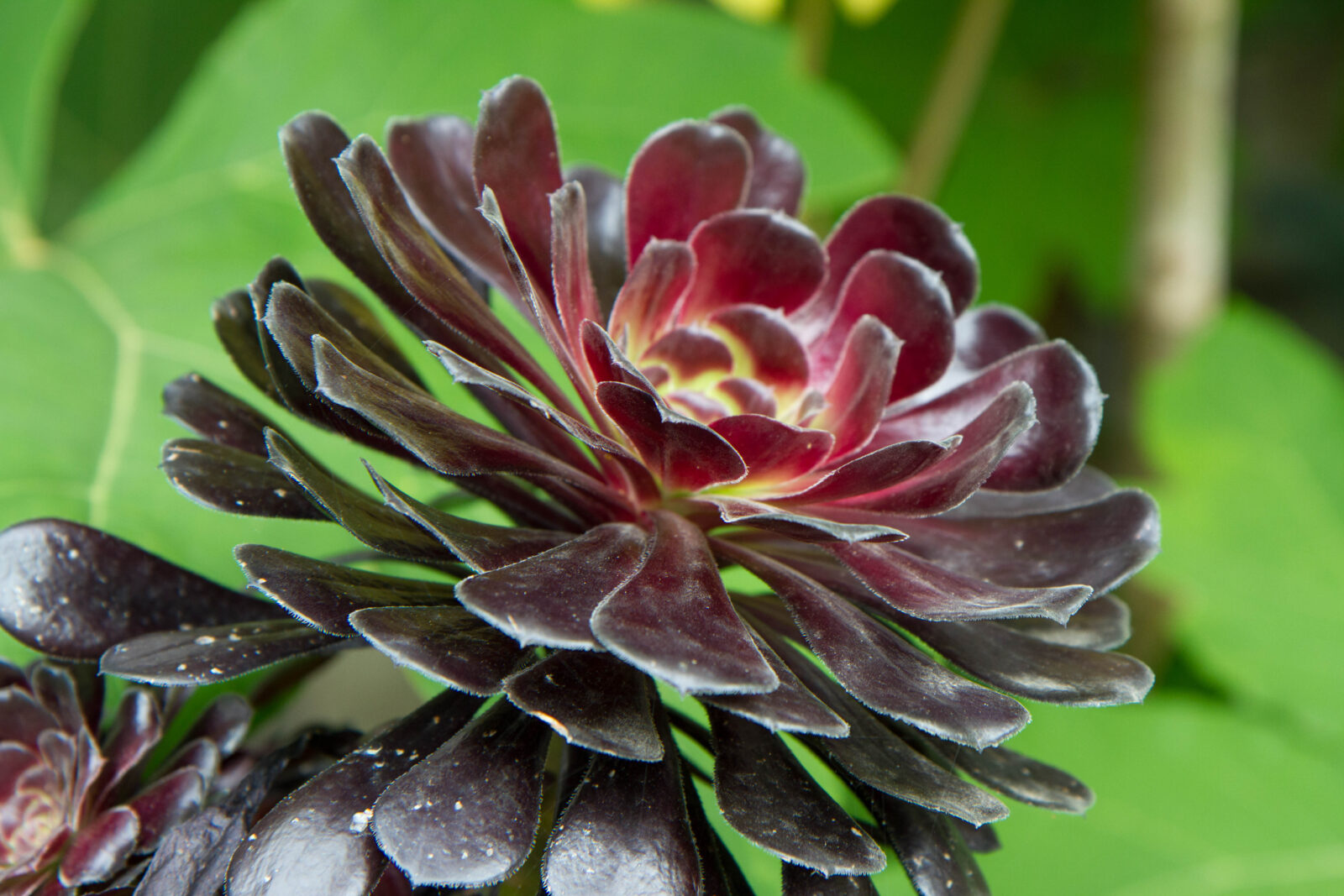 Eonium stromkovité / Foto: Depositphotos