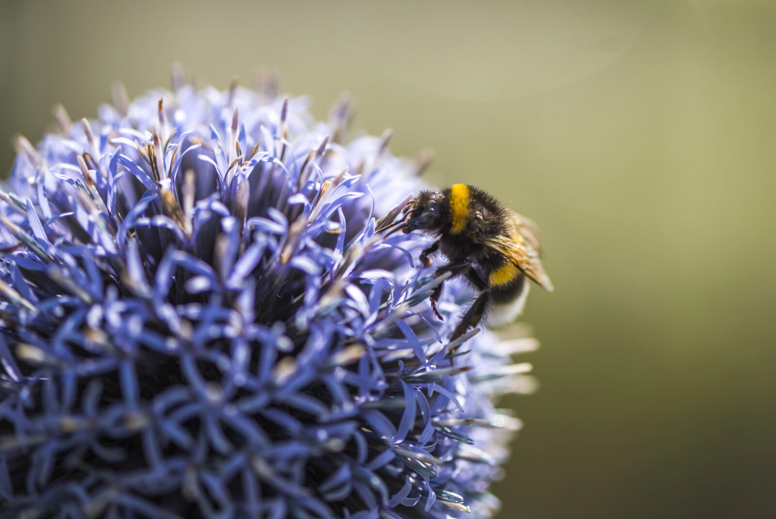 Bělotrn (Echinops) / Foto: Depositphotos