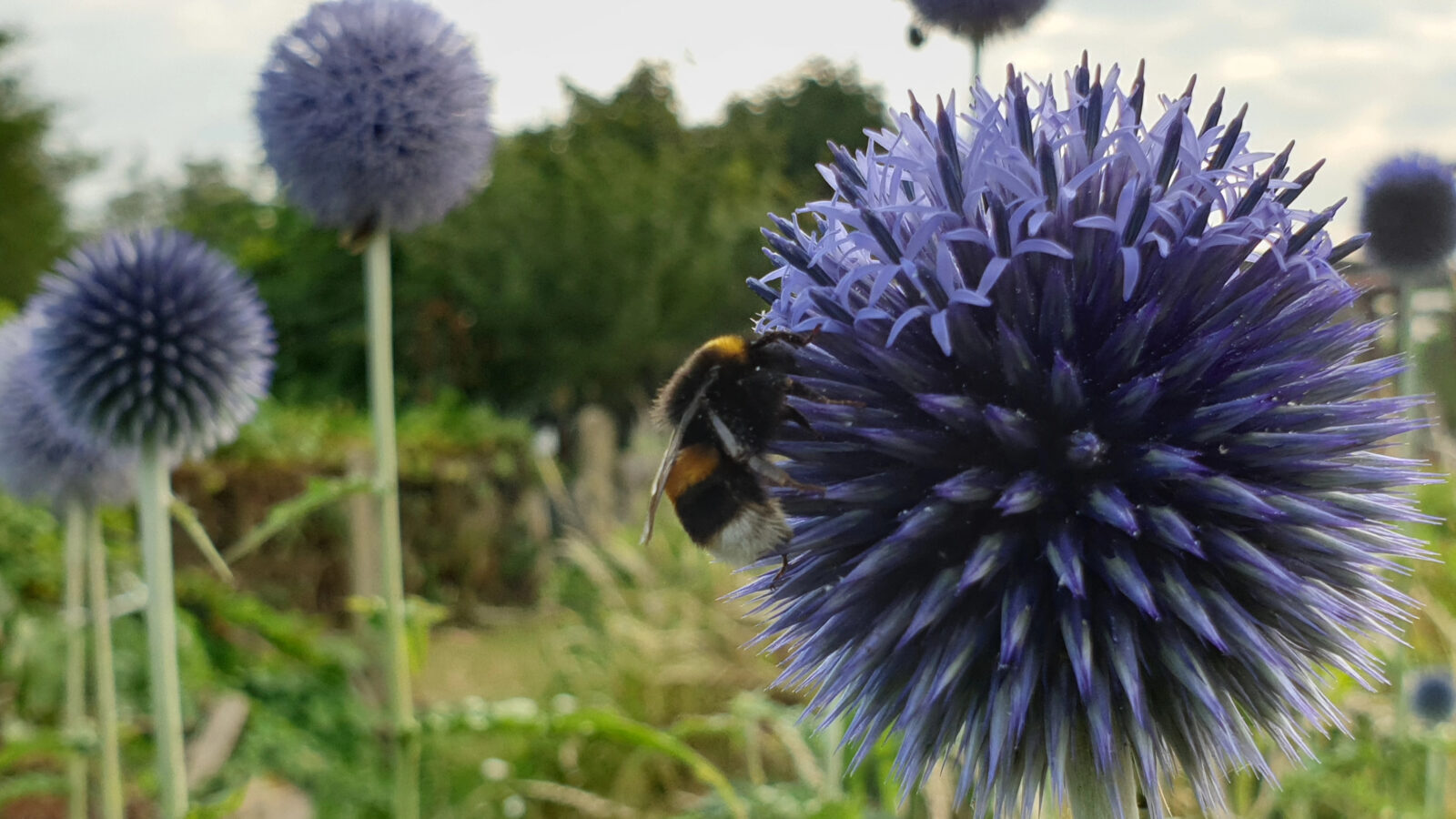 Bělotrn (Echinops) / Foto: Depositphotos