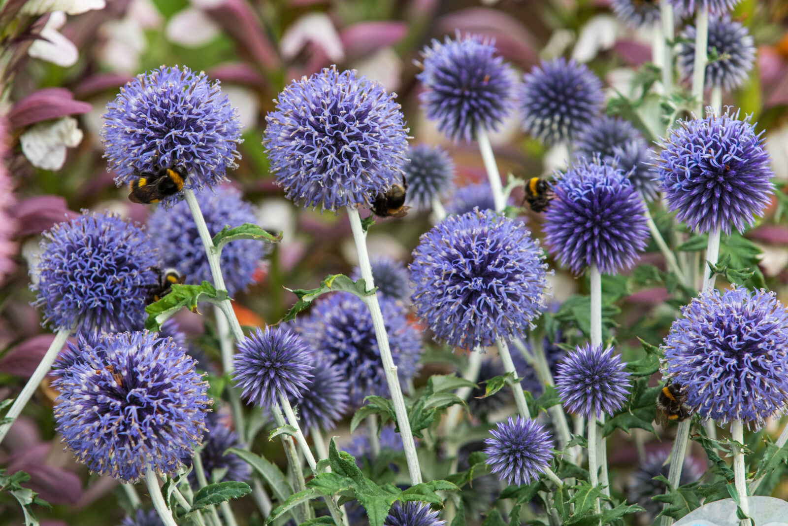 Bělotrn (Echinops) / Foto: Depositphotos