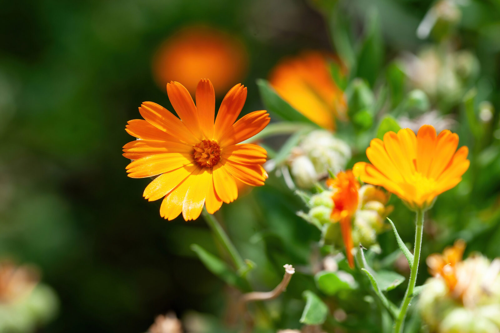 Měsíček lékařský (Calendula officinalis) / Foto: Depositphotos