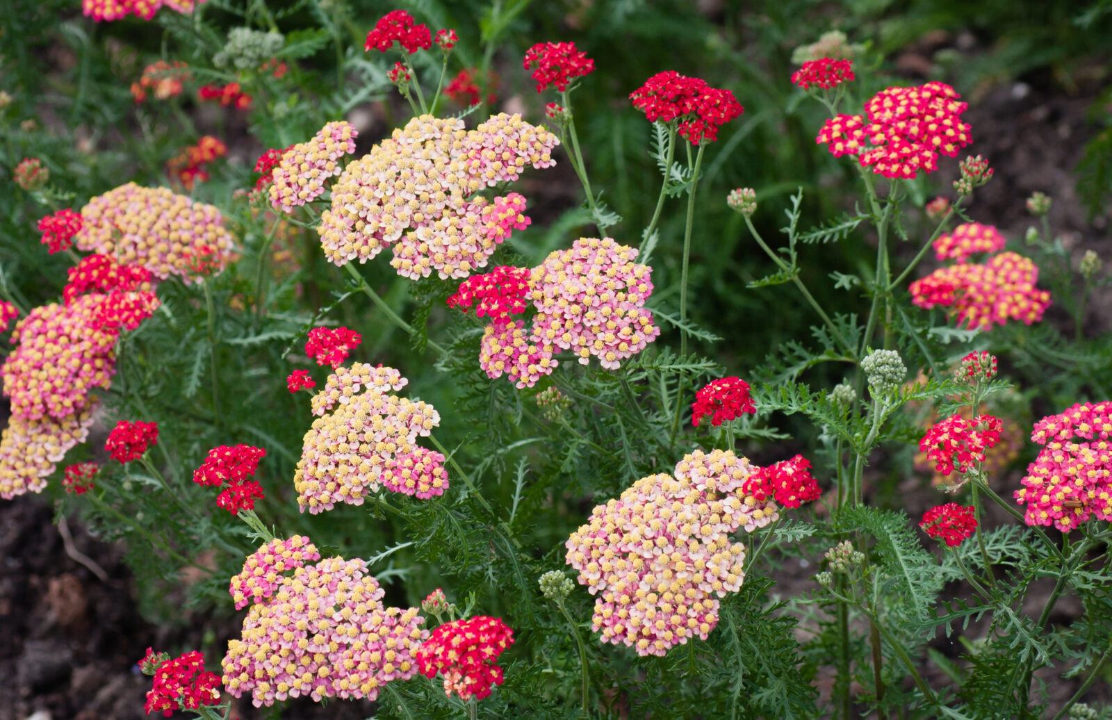Řebříček ( Achillea millefolium) / Foto: Depositphotos