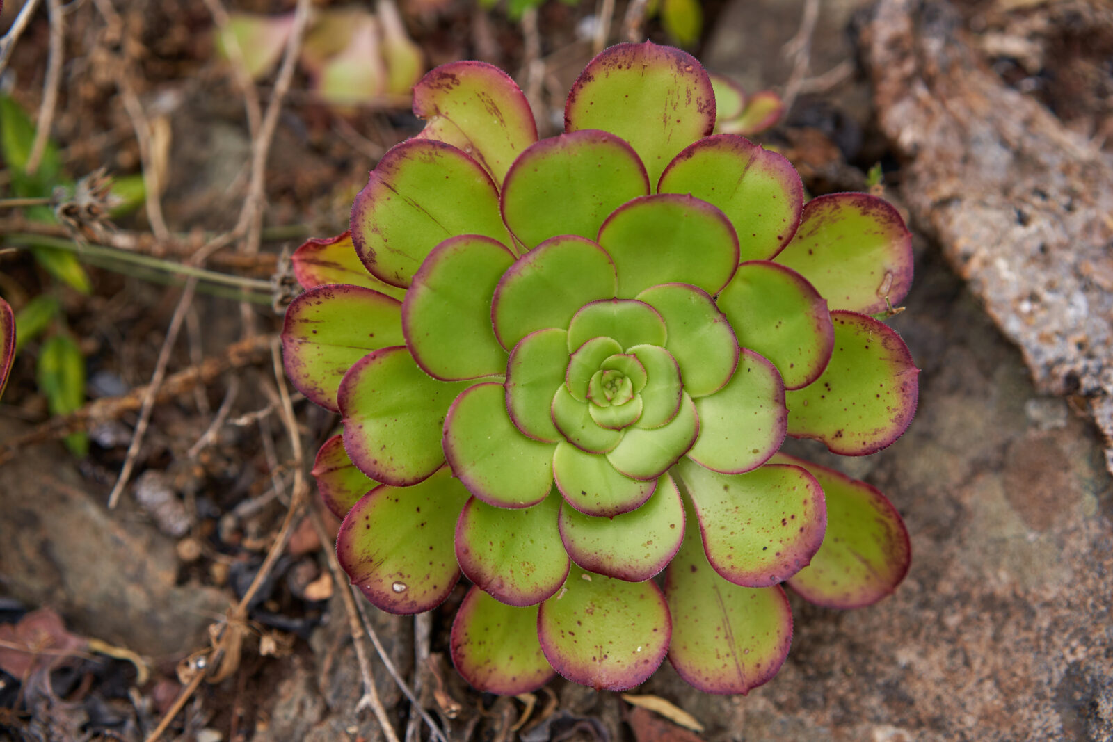 Eonium / Foto: Depositphotos