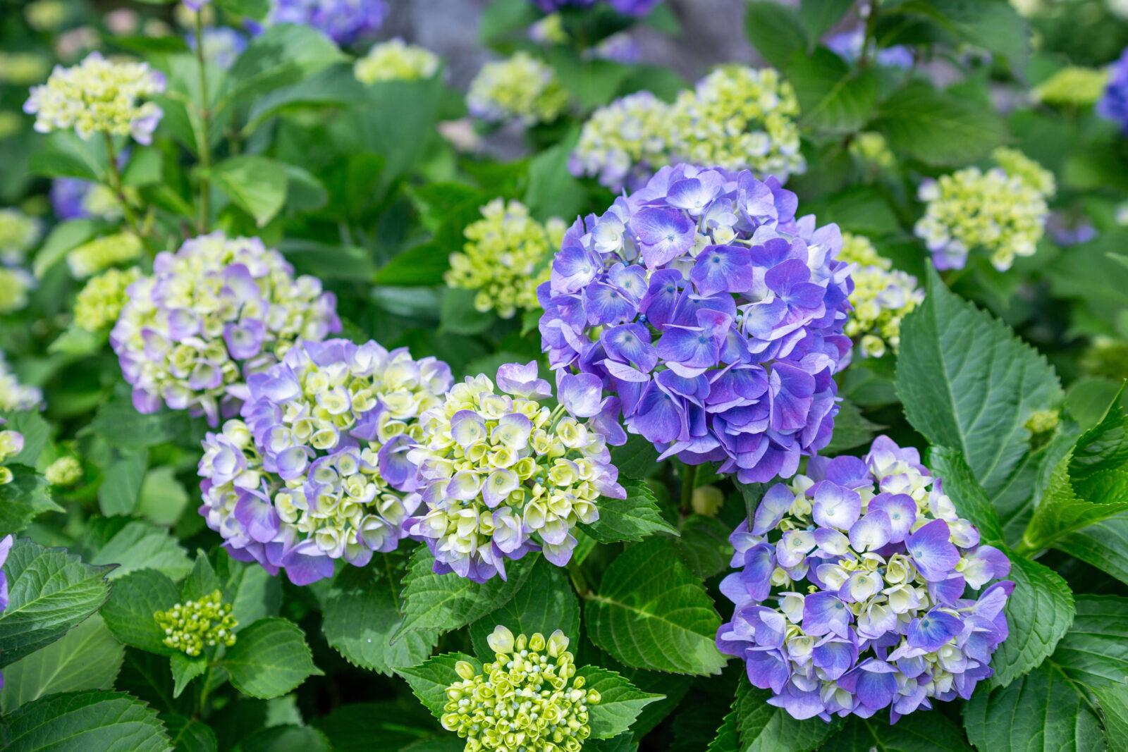 Hortenzie / Foto: Depositphotos