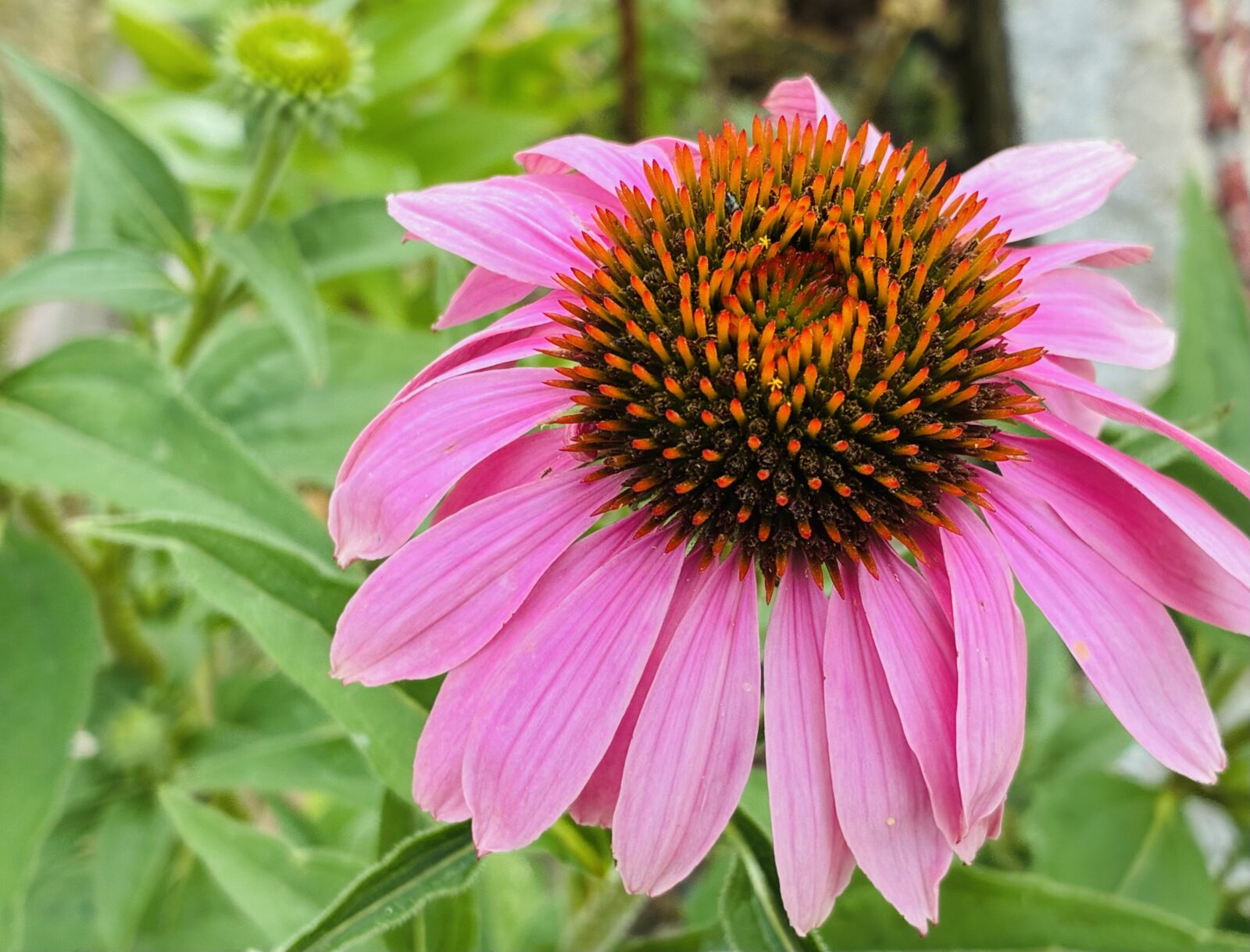 Echinacea (Třapatkovka) / Foto: Pestrazahrada.cz