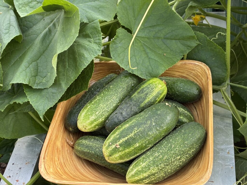 Okurky nakládačky / Foto: Pestrazahrada.cz