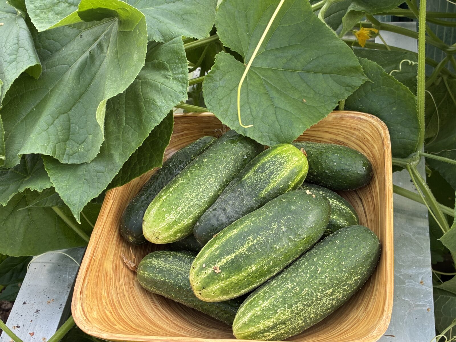 Okurky nakládačky / Foto: Pestrazahrada.cz