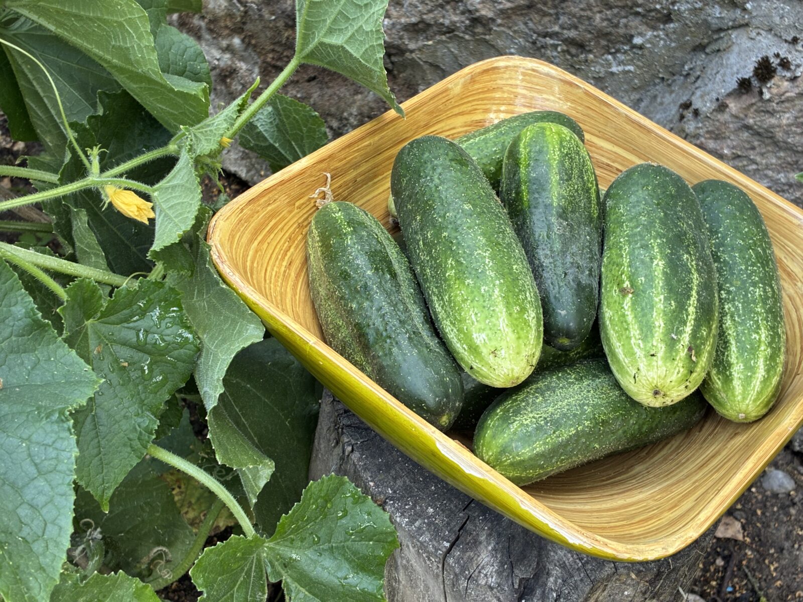 Okurky / Foto: Pestrazahrada.cz