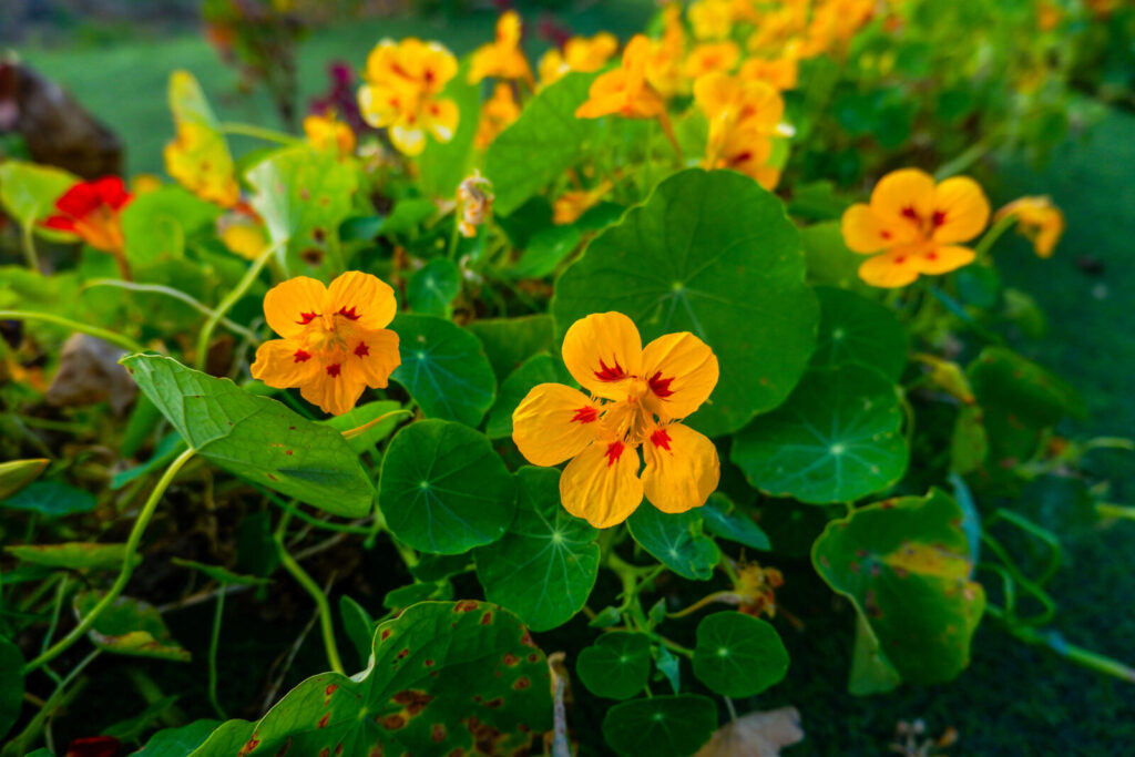 Lidově Řeřicha odborně Kapucínka větší (Tropaeolum majus) známá také jako lichořeřišnice větší / Foto: Depositphotos