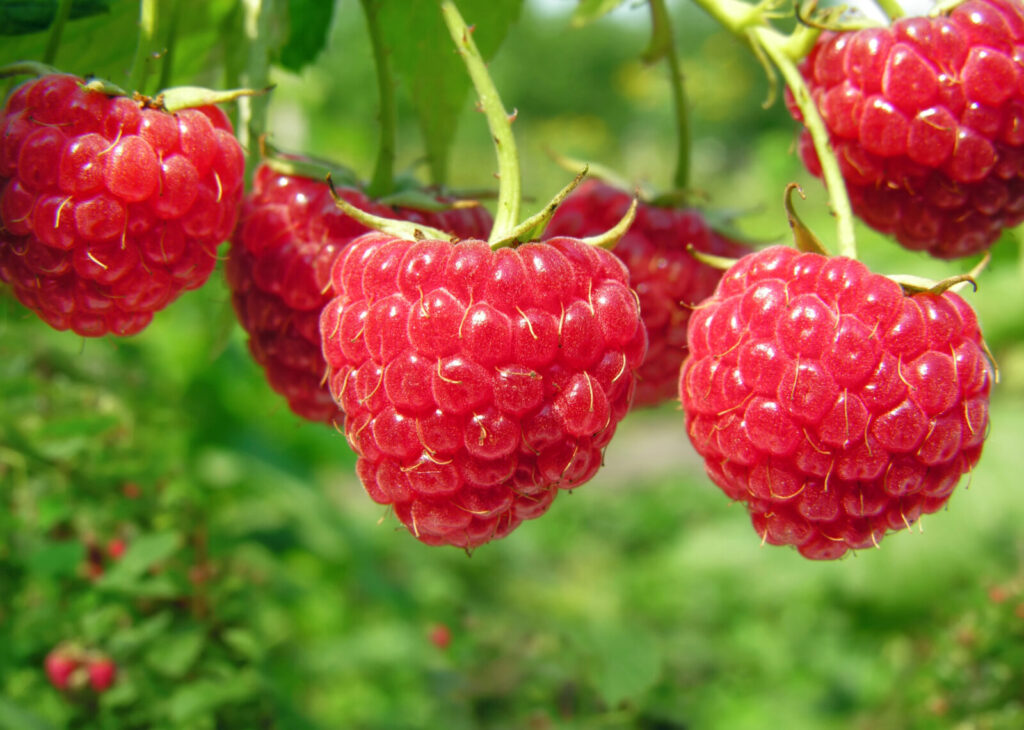 Maliny / Foto: Depositphotos