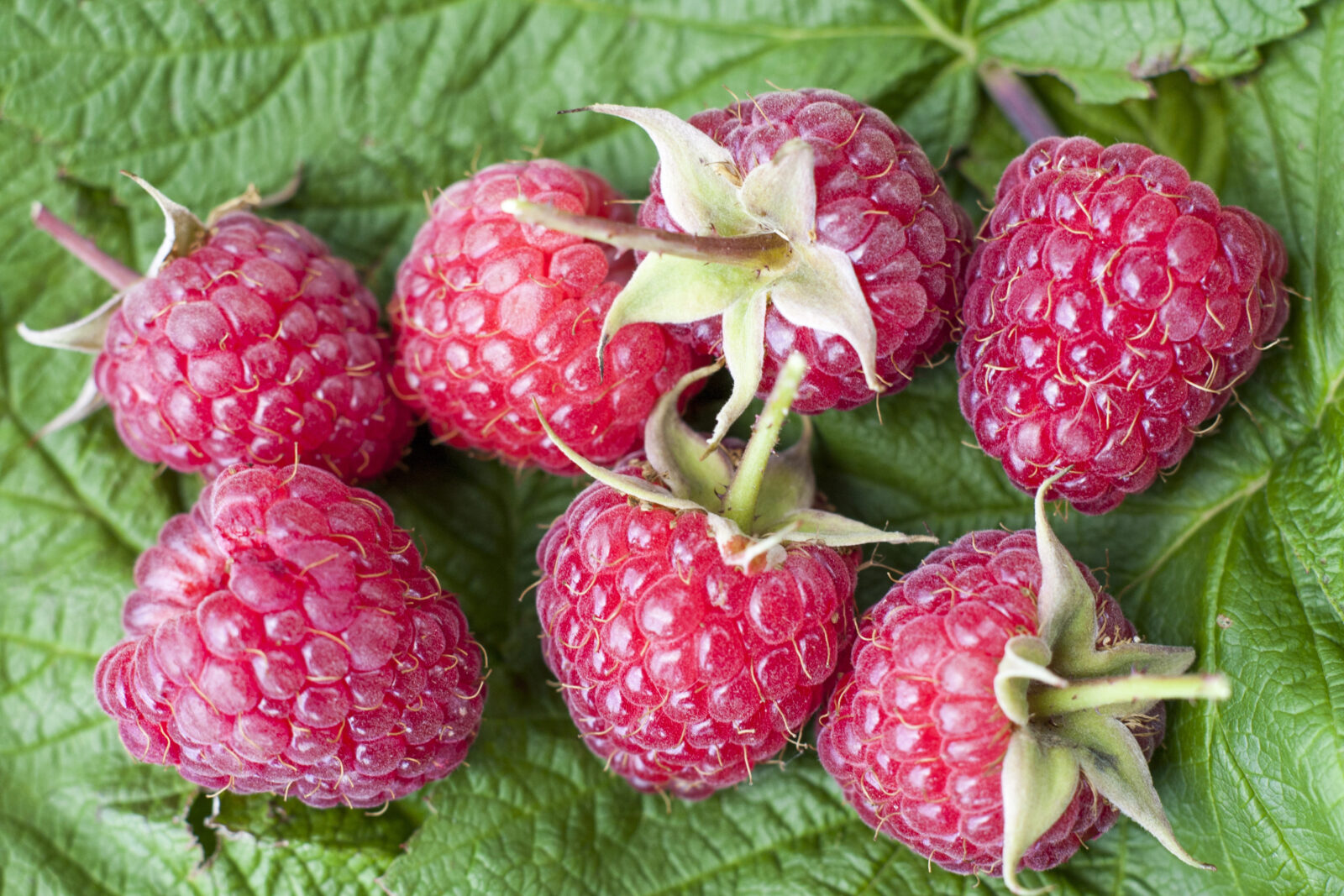Maliny / Foto: Depositphotos