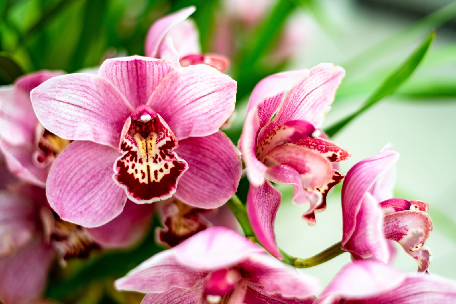 Oživte svoji orchidej / Foto: Depositphotos