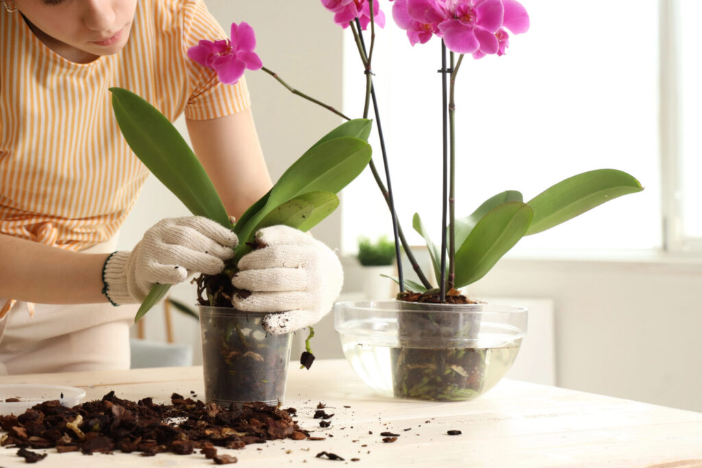 Oživte svojí starou orchidej / Foto: Depositphotos
