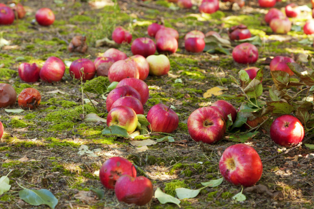 Padání jablek / Foto: Depositphotos 
