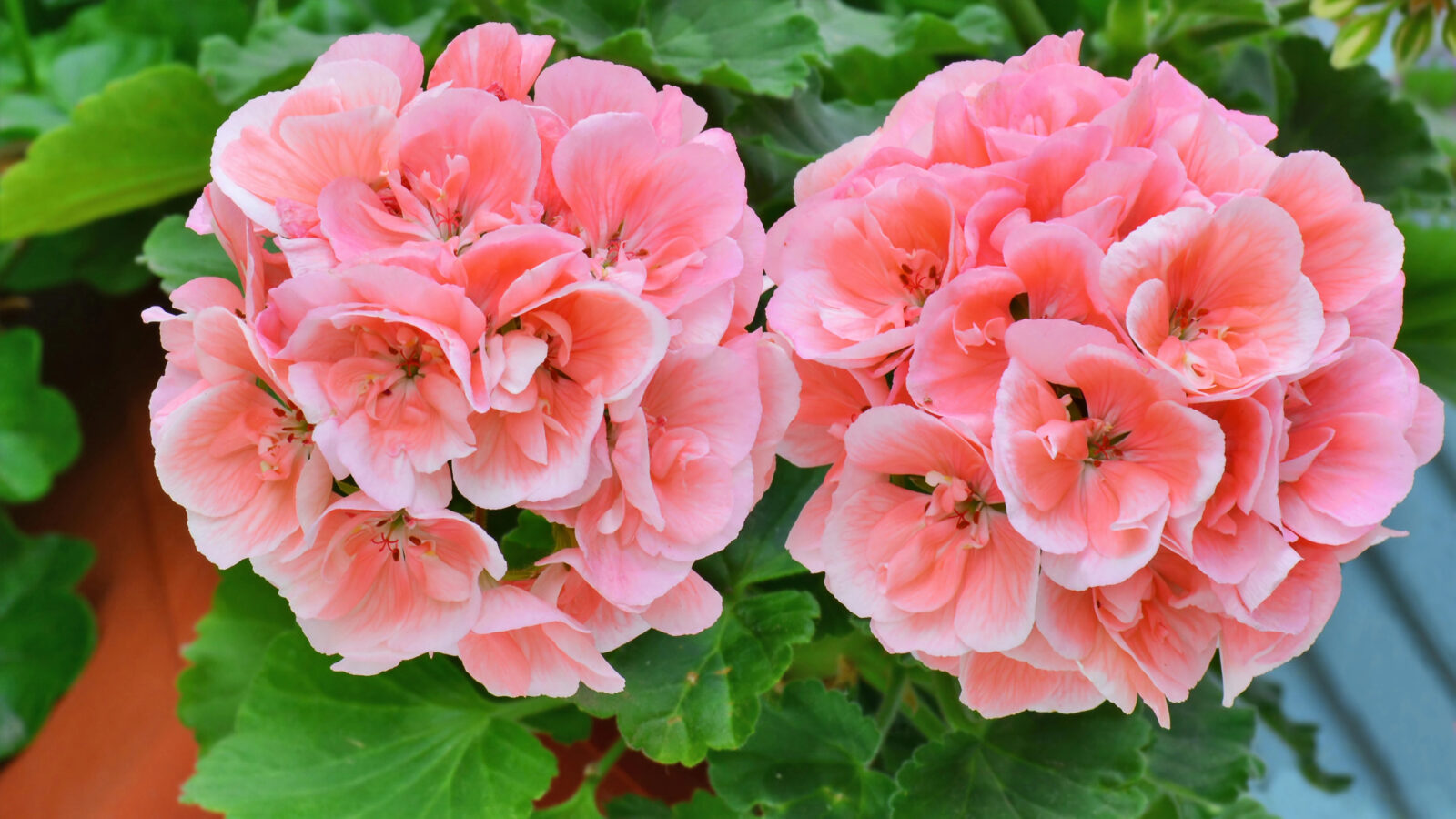 Pelargonie / Foto: Depositphotos